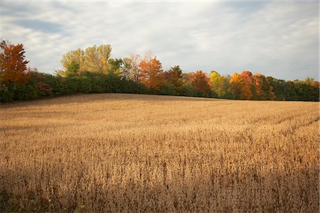 Grain Field in Autumn, Ontario, Canada Foto de stock - Con derechos protegidos, Código: 700-02738110