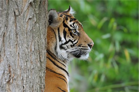 Sumatran Tiger Foto de stock - Con derechos protegidos, Código: 700-02738274