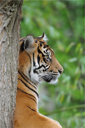 simsearch:873-06440960,k - Sumatran Tiger Foto de stock - Con derechos protegidos, Código: 700-02738275