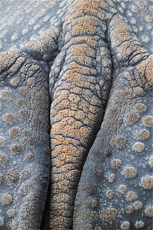 spesso - Close-up of Rhino's Tail Fotografie stock - Rights-Managed, Codice: 700-02738276