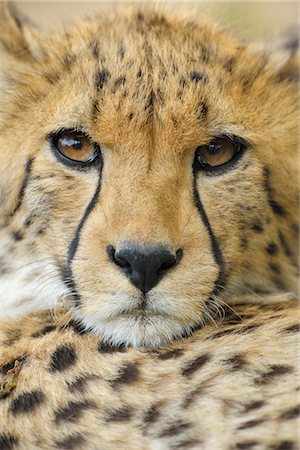 Close-up of Cheetah Stock Photo - Rights-Managed, Code: 700-02738272