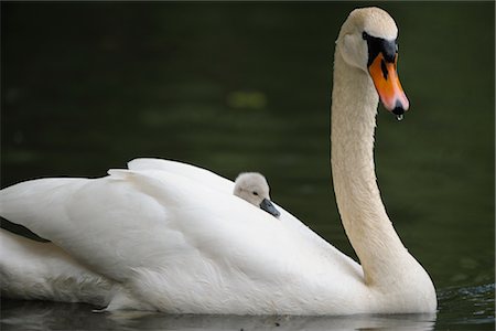 swan - Cygnet on Mute Swan's Back Stock Photo - Rights-Managed, Code: 700-02738288