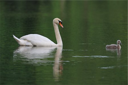 Cygne tuberculé et natation Cygnet Photographie de stock - Rights-Managed, Code: 700-02738281