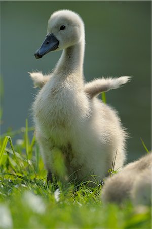 Mute Swan Cygnet Stock Photo - Rights-Managed, Code: 700-02738283