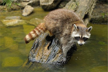 procione - Raccoon on Log Fotografie stock - Rights-Managed, Codice: 700-02738296