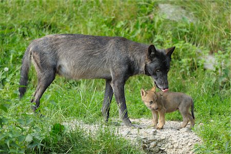 Wolf Licking Pup Fotografie stock - Rights-Managed, Codice: 700-02738298