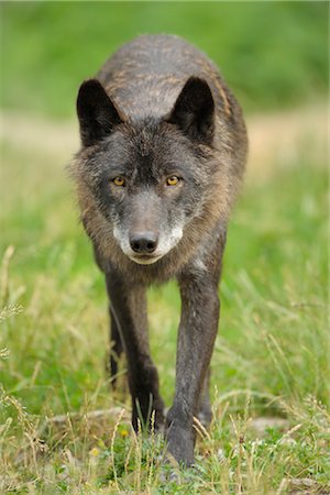 front view pic of wolf - Wolf Stock Photo - Rights-Managed, Code: 700-02738299