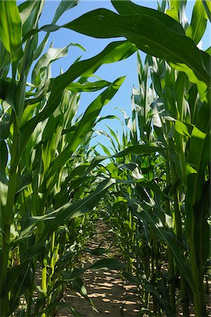 farm with corn crops - Corn Field Stock Photo - Rights-Managed, Code: 700-02738305