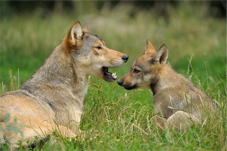 Wolf und Pup im Gras Stockbilder - Lizenzpflichtiges, Bildnummer: 700-02738301