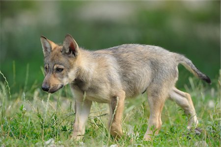 Wolf Pup Fotografie stock - Rights-Managed, Codice: 700-02738302