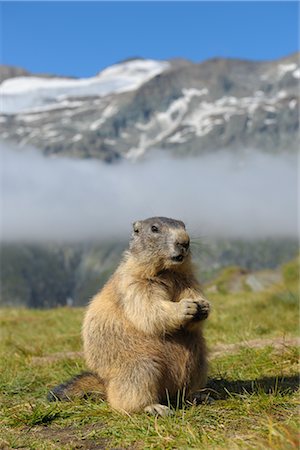 standing on hind legs - Alpine Marmot Foto de stock - Con derechos protegidos, Código: 700-02738325