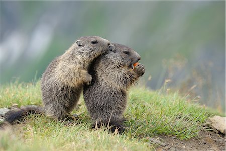 Young Alpine Marmots Foto de stock - Con derechos protegidos, Código: 700-02738323