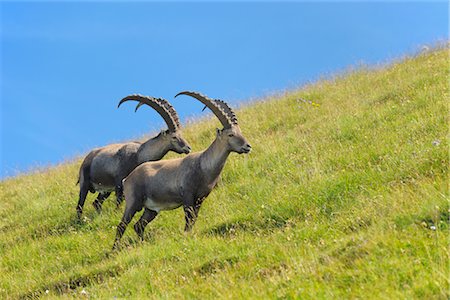 slope - Alpine Ibex on Hillside, Canton of Berne, Switzerland Stock Photo - Rights-Managed, Code: 700-02738360
