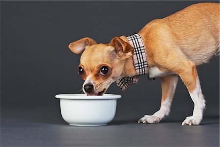 simsearch:700-02063937,k - Chihuahua Hund essen Stockbilder - Lizenzpflichtiges, Bildnummer: 700-02738764