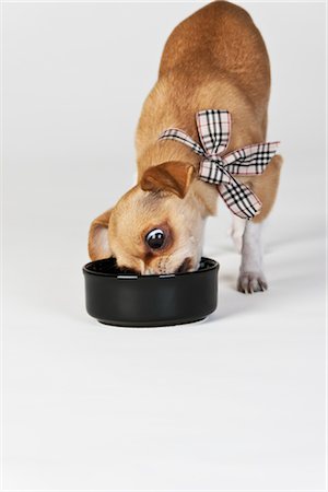 simsearch:700-02063937,k - Chihuahua Hund essen Stockbilder - Lizenzpflichtiges, Bildnummer: 700-02738769