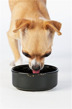 simsearch:700-01163881,k - Chihuahua Hund essen Stockbilder - Lizenzpflichtiges, Bildnummer: 700-02738775