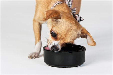 simsearch:700-02063937,k - Chihuahua Hund essen Stockbilder - Lizenzpflichtiges, Bildnummer: 700-02738771