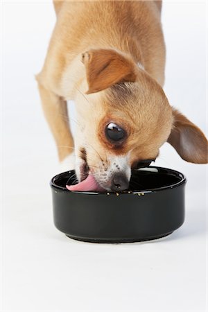 Chihuahua Dog Eating Stock Photo - Rights-Managed, Code: 700-02738772