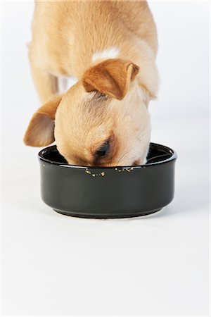 simsearch:700-02063937,k - Chihuahua Hund essen Stockbilder - Lizenzpflichtiges, Bildnummer: 700-02738773