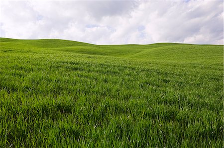 Val d ' Orcia, Siena, Toskana, Italien Stockbilder - Lizenzpflichtiges, Bildnummer: 700-02738828