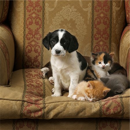 puppy and kitten relationships - Puppy and Kittens Sitting on a Chair Stock Photo - Rights-Managed, Code: 700-02738860