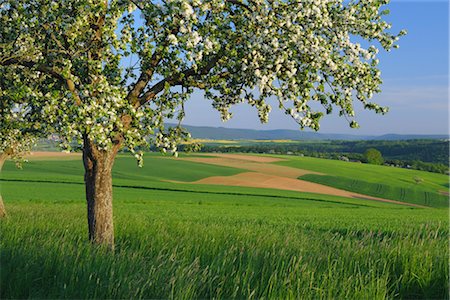 photo of apple tree in bloom - Blossoming Apple Tree in Corn Field Stock Photo - Rights-Managed, Code: 700-02756628