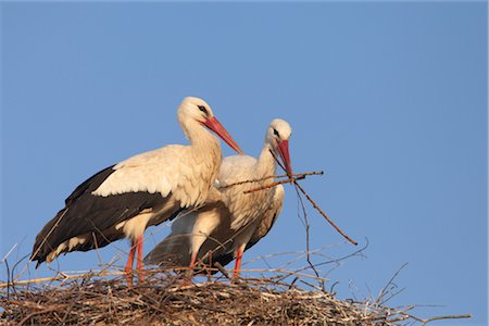 stork's nest - White Storks Building Nest Foto de stock - Con derechos protegidos, Código: 700-02756798