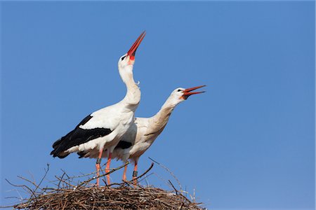 stork's nest - White Storks Calling Foto de stock - Con derechos protegidos, Código: 700-02756805