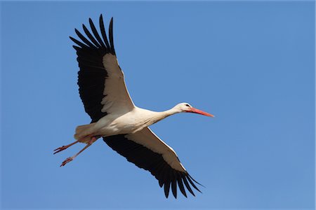 Cigogne blanche en vol Photographie de stock - Rights-Managed, Code: 700-02756807