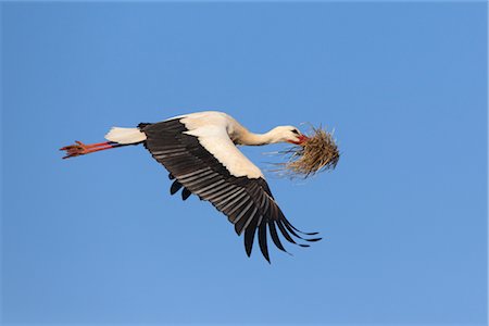 White Stork Carry Straw Foto de stock - Con derechos protegidos, Código: 700-02756808