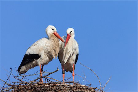 Cigognes blanches au nid Photographie de stock - Rights-Managed, Code: 700-02756800