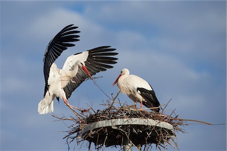 stork's nest - White Storks Building Nest Foto de stock - Con derechos protegidos, Código: 700-02756803