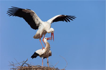 White Storks Mating Foto de stock - Con derechos protegidos, Código: 700-02756810