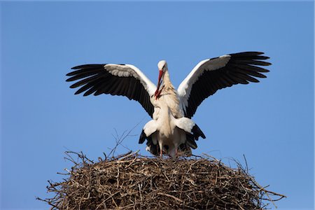 White Storks Mating Foto de stock - Con derechos protegidos, Código: 700-02756811