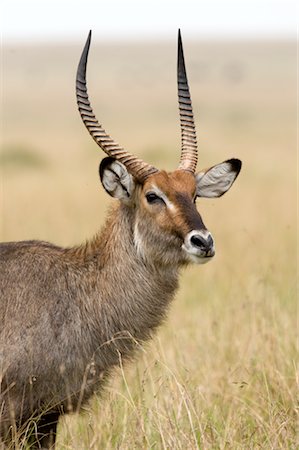 Male Waterbuck, Masai Mara, Kenya Foto de stock - Con derechos protegidos, Código: 700-02757372