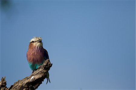 rollier d'europe à poitrine mauve - Lilac-Breasted Roller, Masai Mara, Kenya Photographie de stock - Rights-Managed, Code: 700-02757384