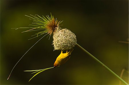 ploceidae - Weaver Bird Constructing Nest, Thika, Kenya Stock Photo - Rights-Managed, Code: 700-02757388