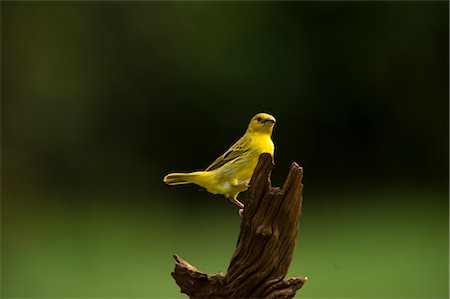 Weaver Bird, Thika (Kenya) Photographie de stock - Rights-Managed, Code: 700-02757380