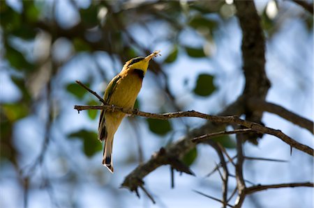 simsearch:700-00162578,k - Bee Eater, Masai Mara, Kenya Foto de stock - Con derechos protegidos, Código: 700-02757394