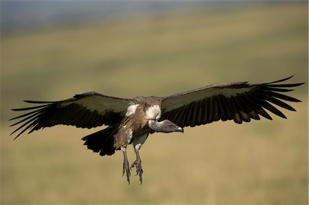 Vulture, Masai Mara, Kenya Stock Photo - Rights-Managed, Code: 700-02757397