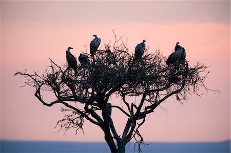 Vultures, Masai Mara, Kenya Stock Photo - Rights-Managed, Code: 700-02757390