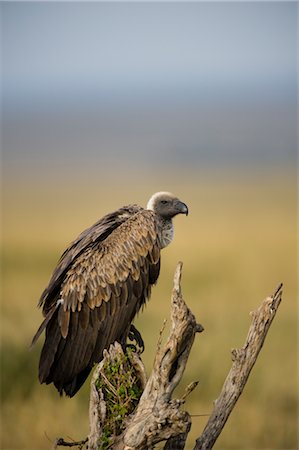 White-backed Vulture, Masai Mara, Kenya Foto de stock - Direito Controlado, Número: 700-02757391