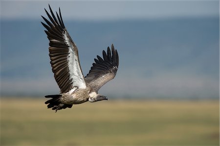 Vulture, Masai Mara, Kenya Foto de stock - Con derechos protegidos, Código: 700-02757400