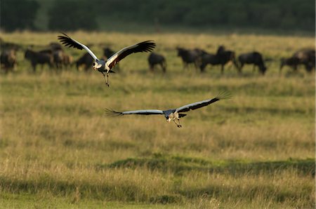 Grey Crowned Cranes, Masai Mara, Kenya Foto de stock - Con derechos protegidos, Código: 700-02757401
