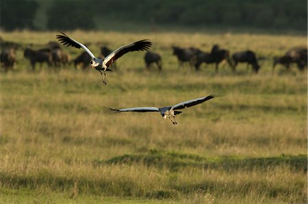 Grey Crowned Cranes, Masai Mara, Kenya Stock Photo - Rights-Managed, Code: 700-02757401