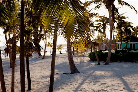 Palmiers sur la plage, îles Caïmans Photographie de stock - Rights-Managed, Code: 700-02757600