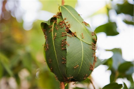 Feuilles de Weaver fourmis construction nid de mangue, Ubon Ratchathani, Thaïlande Photographie de stock - Rights-Managed, Code: 700-02798074