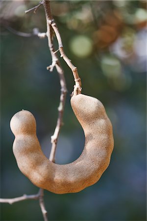 Tamarind Pod, Ubon Ratchathani, Thailand Fotografie stock - Rights-Managed, Codice: 700-02798070