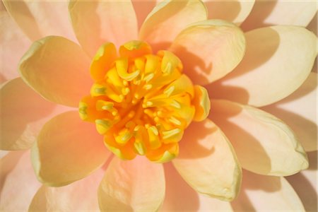 peach flower - Water Lily, Ubon Ratchathani, Thailand Stock Photo - Rights-Managed, Code: 700-02798073