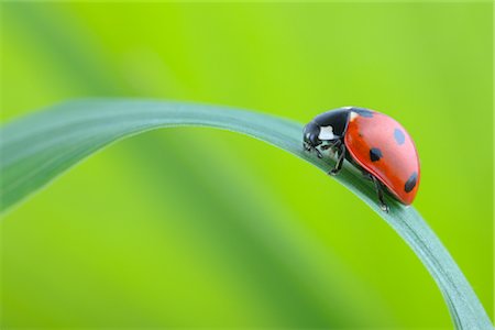 en peligro de extinción - Seven-spotted Ladybug on a Blade of Grass Foto de stock - Con derechos protegidos, Código: 700-02798176